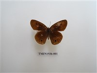 藏品(白帶波眼蝶)的圖片
